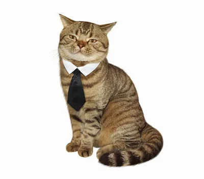 Фотография коты Смешные галстуком оригинальные сидя Животные Белый