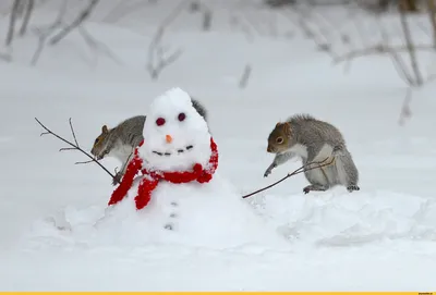 снеговик :: белки :: зима :: животные / смешные картинки и другие приколы:  комиксы, гиф анимация, видео, лучший интеллектуальный юмор.