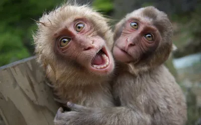Красивая обезьяна селфи аватар иллюстрация векторное художественное  изображение обои красочный дизайн 8k | Премиум Фото