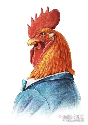 Смешной И Любопытный Петух Курица — стоковые фотографии и другие картинки  Вертикальный - Вертикальный, Голова, Голова животного - iStock
