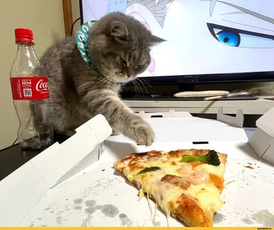 Пицца :: Приколы про еду :: котэ (прикольные картинки с кошками) / смешные  картинки и другие приколы: комиксы, гиф анимация, видео, лучший  интеллектуальный юмор.