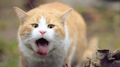 Приколы с котами! Смешные коты с ОЗВУЧКОЙ! СМЕШНЫЕ ЖИВОТНЫЕ 2022! Тест на  психику – Доми шоу - YouTube