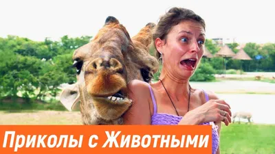 Прикольные картинки » Приколы, юмор, фото и видео приколы, красивые девушки  на кайфолог.нет