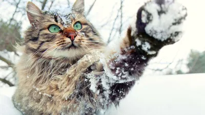 Собаки-незамерзаки и коты-снегоходы: 15 уморительных фото животных зимой -  01.02.2020, Sputnik Казахстан