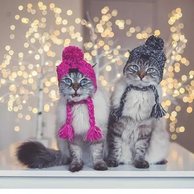 Шерстяная шапка для собак, зимние ветрозащитные детские шапки, зимние  теплые вязаные шапки для собак, рождественские Смешные Аксессуары для кошек  | AliExpress