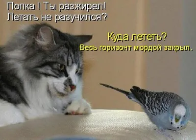 Смешные картинки про котов с надписью фотографии
