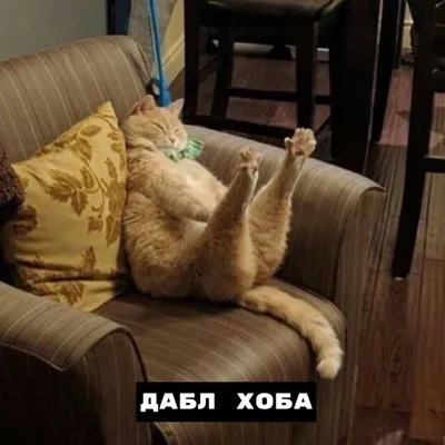 Смешные картинки котов с надписями (45 лучших фото)