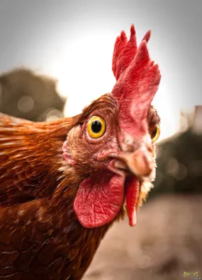 Симпатичная смешная курица на ферме :: Стоковая фотография :: Pixel-Shot  Studio
