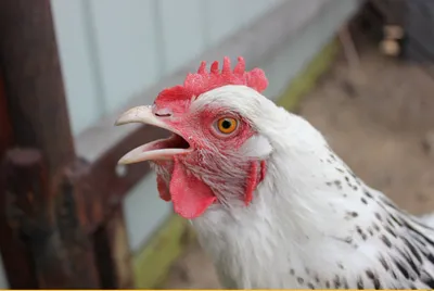 Прикольные картинки про куриц (49 фото) » Юмор, позитив и много смешных  картинок