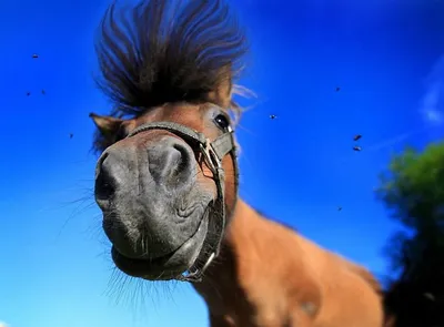 смешная лошадь стоковое фото. изображение насчитывающей шутка - 6402904