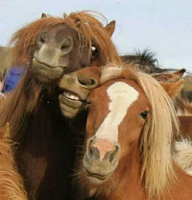 Прикольные и смешные 45 фото лошадей