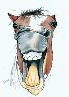Самые смешные ПРИКОЛЫ С ЛОШАДЬМИ, Смешные лошади. Funny horse. — Видео |  ВКонтакте
