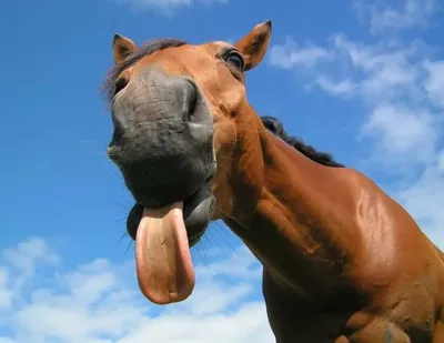 Смешные картинки, шутки, и прочее о лошадях и не только | Страница 7 |  KoniClub.pro