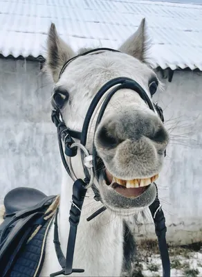 Horses | Смешные лошади, Фотографии лошадей, Веселые животные