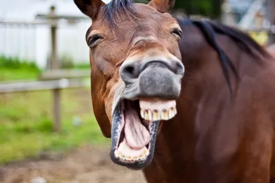 Конь мент! #смешно #смешныевидео #рекомендации #лошади | TikTok