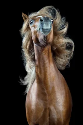 Юмористические Смешные Лошади Показывающие Зубы И Десны — стоковые  фотографии и другие картинки Животное - iStock
