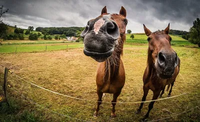 Голова Лошади Смешные Стоковые Фотографии | FreeImages