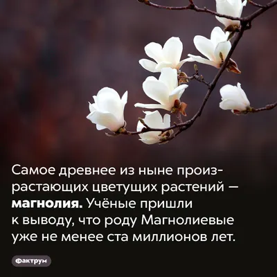 Необычные растения с неприятными и странными названиями | В цветнике  (Огород.ru)