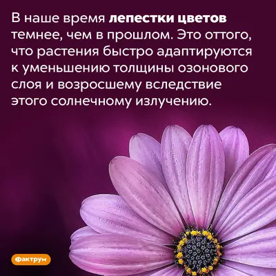 Интересные факты о цветах | Пикабу