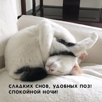 Russian Memes United on X: \"hi hi I'm tired of talking...  https://t.co/iNpn841nGB\" / X