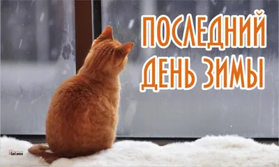 Шутки, мемы и соцсети: как юристы пережили \"коронавирусную\" весну - новости  Право.ру
