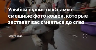 ПРИКОЛЫ С ЖИВОТНЫМИ ДО СЛЕЗ / Смешные КОТЫ 2021 / Приколы с КОТАМИ / Funny  ANIMALS video #25 - YouTube