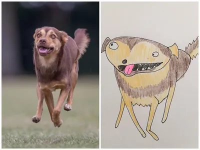 10 смешных фото животных с конкурса Comedy Pet - Лайфхакер