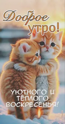 С добрым утром!#видеооткрытка #открыткасдобрымутром#открытка #рекоменд... |  TikTok