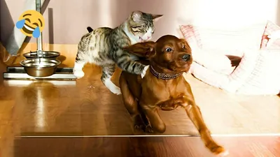Кто круче? КОШКИ против СОБАК 😺🐶 ❗ Смешные и забавные кошки и собаки -  YouTube