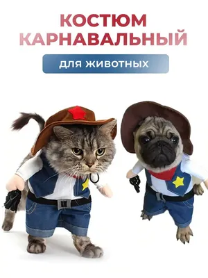 Sapid Tv - Смешные кошки и собаки 2019 Новые приколы с... | Facebook
