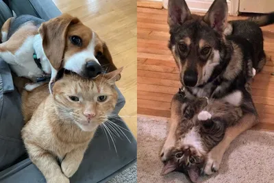 Смешные фото о сложных отношениях кошек и собак, которые сделают ваш день
