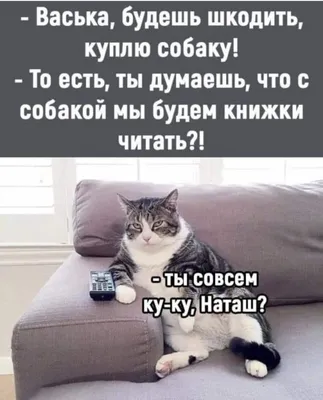 Мемы с котиками | Пикабу