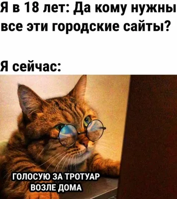 СМЕШНЫЕ... - CATS' ROOM Уютный отель для кошек в Москве | Facebook