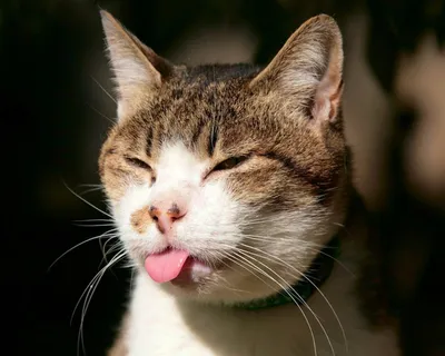 15 ну очень смешных фотографий кошек, которые доведут до слёз кого угодно