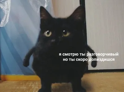 коты мемы кот танцует｜TikTok Search