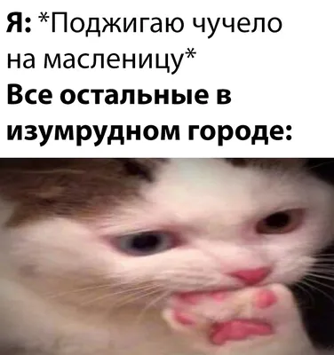 История паблика «Мемы про котов (по ржать)», откуда появился мем «Вы  продаете рыбов?» - Афиша Daily