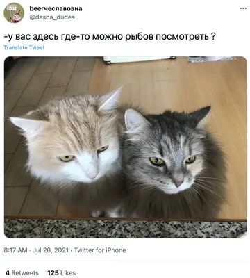 коты в \"неприличных\" позах | Лолкот.Ру