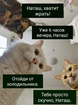 В сети распространился новый мем — про котов, которым почему-то не продают  рыбу