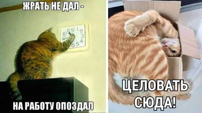 Создать комикс мем \"cat, кот интроверт, смешные коты мемы без надписей\" -  Комиксы - Meme-arsenal.com