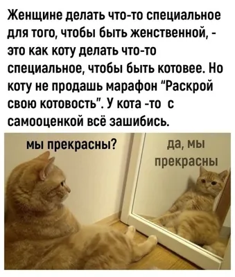 Коты и Кошки прикольные смешные картинки - ФУДИ