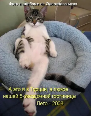 Интеллектуальный юмор - Никуда без кота! | Facebook