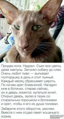 смешные коты » uCrazy.ru - Источник Хорошего Настроения