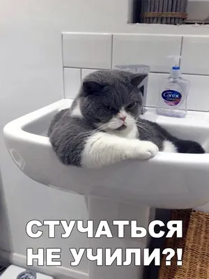 Смешные коты (16 фото) | Прикол.ру - приколы, картинки, фотки и розыгрыши!