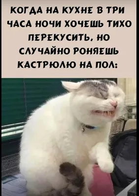 Смешные коты - картинки и фото koshka.top