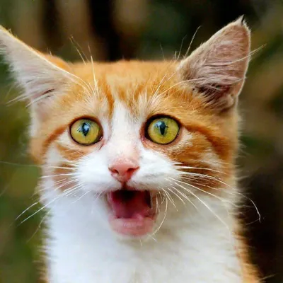 Смешные коты на открытом воздухе торчащими язык Стоковое Изображение -  изображение насчитывающей природа, кот: 191457777