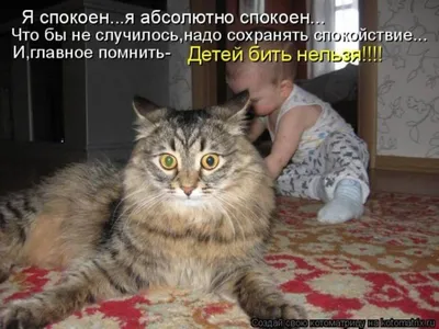Смешные фото котиков с надписями | Лапы и Хвост | Дзен
