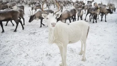 Смешные фото и интересные факты об оленях – Depo.ua
