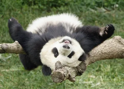 Смешные панды - Маленькие панды рождаются белыми, но уже спустя неделю они  приобретают своё узнаваемый чёрно-белый окрас. | Facebook