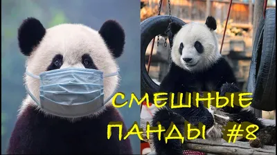 Смешные ПАНДЫ #9 / Лучшие приколы 2021 / Funny PANDA. - YouTube