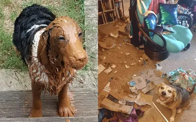 До и после прогулки: смешные фото собак-грязнуль, которые сделают ваш день